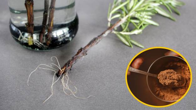 RMF Extra: 2 łyżeczki wystarczą, by rośliny błyskawicznie wypuściły korzenie. Tak zrobisz ukorzeniacz w domu