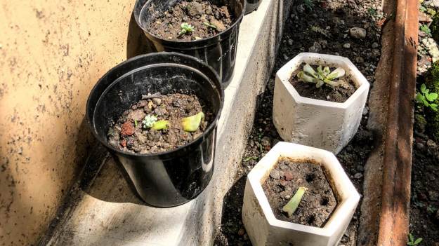 RMF Extra: Gdzie wyrzucić ziemię z doniczek i ogródka? Nie do bio! Co zrobić z podłożem do kwiatów?