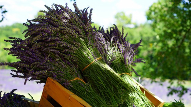 RMF Extra:  Dziś święto Wniebowzięcia Najświętszej Maryi Panny. Jakie zioła święcimy?! 