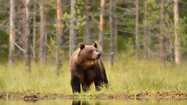 RMF Extra: Jakie niebezpieczne zwierzęta żyją w polskich lasach? Dowiedz się, co robić w razie spotkania
