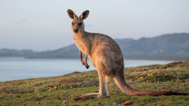 RMF Extra: Kangur w lesie pod Poznaniem. Jest ważny apel leśników [WIDEO]