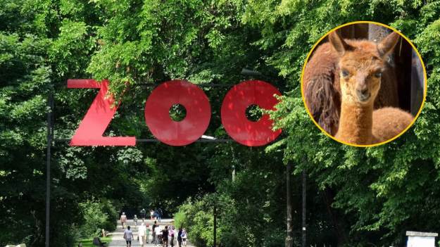 RMF Extra: Pomóż wybrać imię dla małej alpaki. Warszawskie zoo ogłosiło konkurs