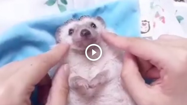 RMF Extra: Jeż. Najsłodsze zwierzątko na świecie!