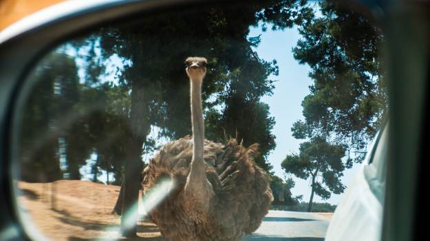 RMF Extra: Struś ścigał się z samochodami po ulicach miasta. "Jest częścią bardzo ważnego projektu" [WIDEO]