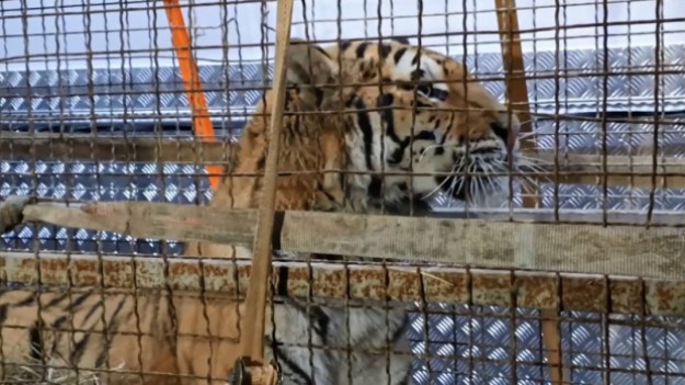 RMF Extra: Dramat tygrysów, które utknęły na przejściu granicznym. "Kondycja zwierząt jest bardzo zła"