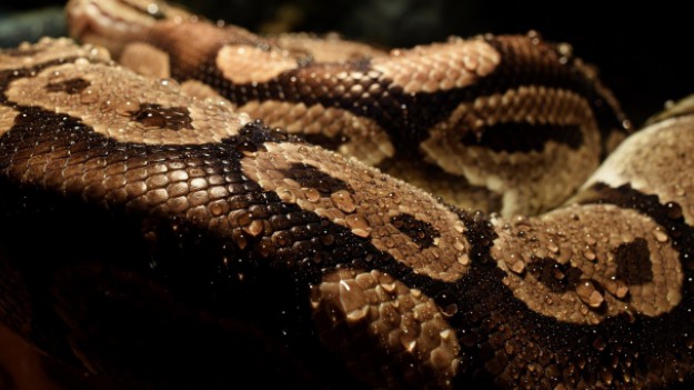 RMF Extra: Niebezpieczny wąż nad Wisłą: "Wylinka jest świeża, więc wąż jest wygłodniały i może być agresywny"!