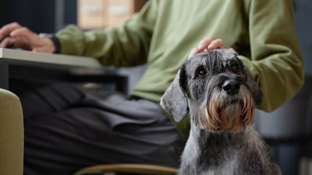 RMF Extra: Podatek od psa w 2025 roku. Sprawdź, ile zapłacisz za pupila