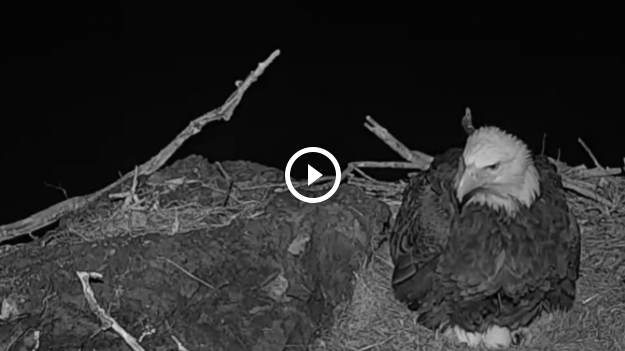 RMF Extra: Lisek cudem uniknął śmierci! Nocna wizyta w gnieździe orła nie była najlepszym pomysłem... [WIDEO]