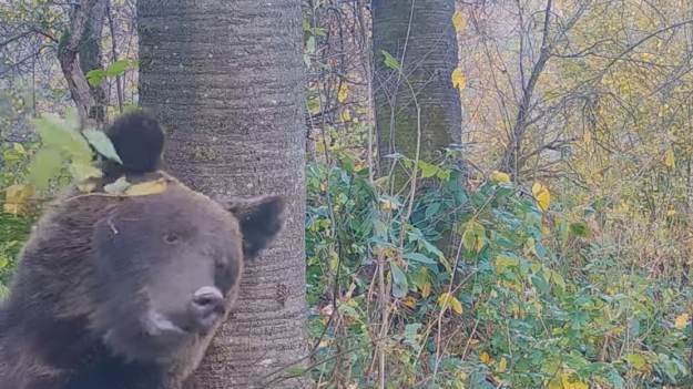 RMF Extra: Nagranie z bieszczadzkim niedźwiedziem rozczuliło setki internautów! "Do kogoś też musi się przytulić" [WIDEO]