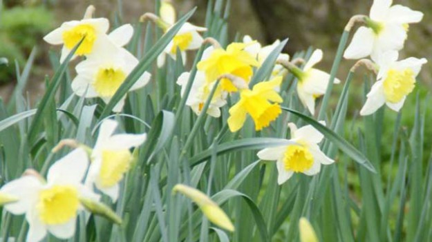 RMF Extra: Do Irlandii zawitała wiosna!