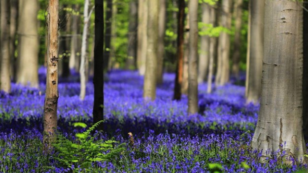 RMF Extra: Niebieski Las: Kwitną miliony dzwonków 