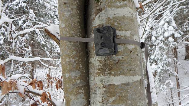 RMF Extra: Zdjęcie łosia robi furorę w sieci! Jego poza rozbawiła internautów [FOTO]