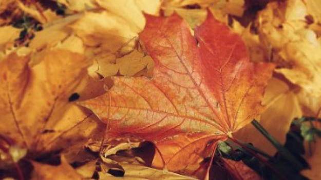 RMF Extra: Radzimy, jak dbać jesienią o włosy i paznokcie!