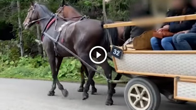 RMF Extra: Kulawy koń ciągnął fasiąg pełen turystów do Morskiego Oka. Bulwersujące nagranie trafiło do sieci! "Brak słów" [WIDEO]