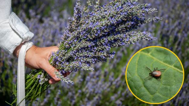 RMF Extra: Zasadź tę roślinę w kwietniu i zapomnij o kleszczach w ogrodzie! To naturalna tarcza ochronna