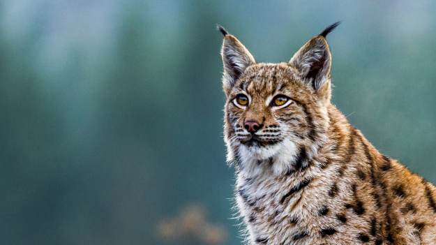 RMF Extra: Ryś tuż przed maską samochodu! "Zachowuje się jak mruczek, a nie ryś" [WIDEO]