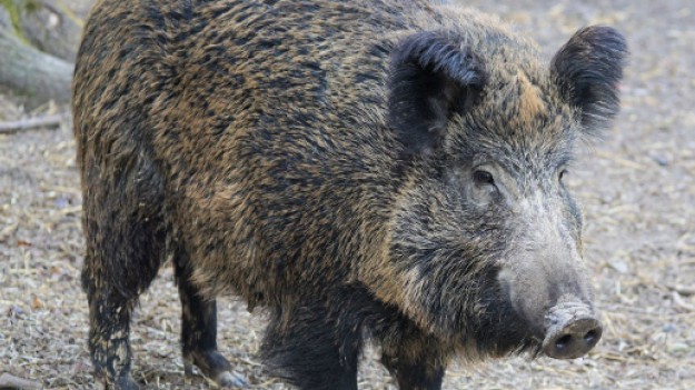 RMF Extra: Z okazji świąt zwierzęta zachowują się jak ludzie? Policja zatrzymała pijanego... dzika!