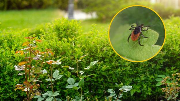 RMF Extra: Kleszcze w ogrodzie? Mało kto zna ten prosty trik, dzięki któremu znajdziesz ich siedlisko!