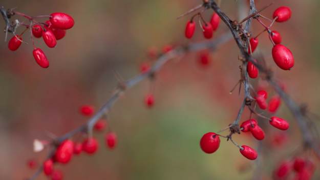 RMF Extra: Owoce tej rośliny to prawdziwy skarb. Obniżają cukier i odmładzają organizm