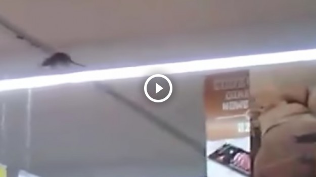 RMF Extra: W jednym ze znanych sklepów grasował szczur! Zobaczcie film! 