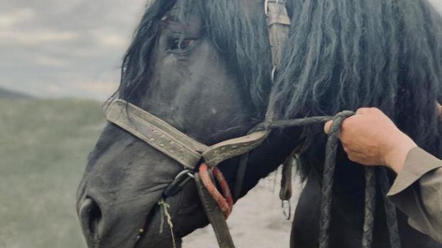 RMF Extra: Ratujmy konia Wojaka! Przeżył powódź, a teraz idzie na rzeź!