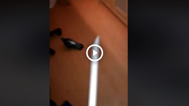 RMF Extra: Makabryczne skatowanie gołębi kijem, do sieci trafił film. Komentarz KTOZ: "Teraz były to ptaki, kto następny?"