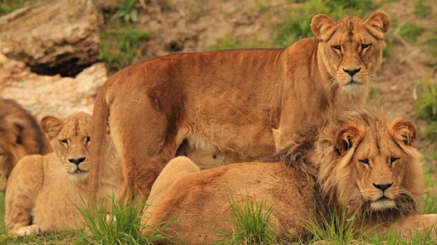 RMF Extra: W gdańskim zoo na świat przyszły cztery lwiątka 