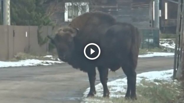 RMF Extra: Żubr stał na przystanku i... czekał na autobus?