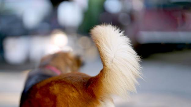 RMF Extra: Twój pies ciągle goni własny ogon? Dowiedz się, dlaczego to robi!