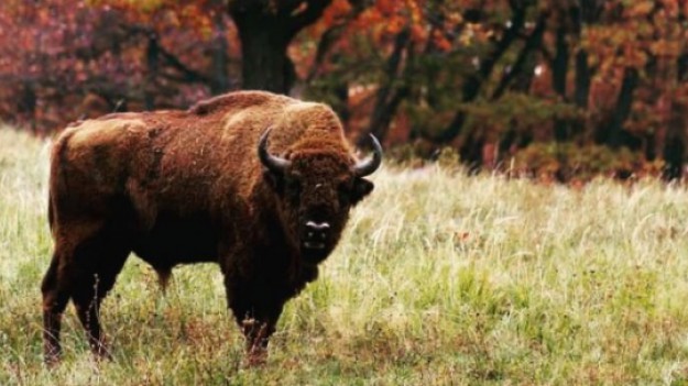 RMF Extra: Ponad 650 żubrów na wolności w polskiej części Puszczy Białowieskiej!