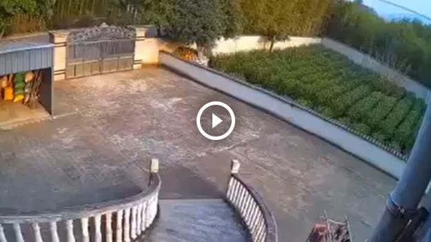 RMF Extra: Przestraszony dzik kontra ogromna brama. Po wysokim ogrodzeniu niewiele zostało... [WIDEO]