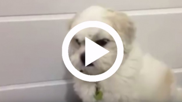 RMF Extra: Pamięta piesek jak szczenięciem był! 