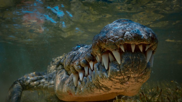 RMF Extra: Krokodyl gigant złapany w Australii. Mierzy prawie 4,5 metra! [WIDEO]