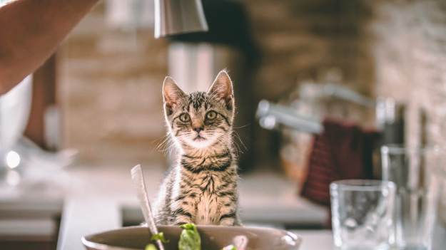 RMF Extra: To szalenie niebezpieczny dla kotów składnik. Jest w każdej kuchni!