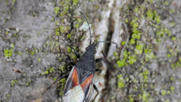 Przywędrował do Polski i się rozprzestrzenia!..