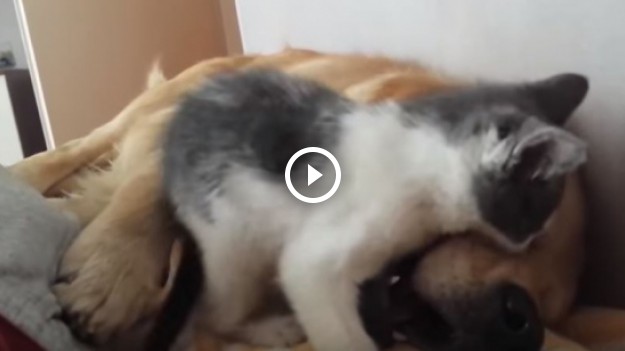 RMF Extra: Słodki kotek próbuje pożreć psa... Rozbrajająco słodkie i urocze! 