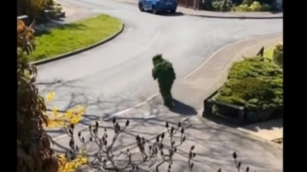 RMF Extra: Koronawirus. Wymknął się z domu przebrany za żywopłot. Chodzący krzak wybrał się do sklepu