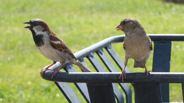 RMF Extra: Alpiniści uratowali pisklęta. Wcześniej spółdzielnia zamknęła je w kratkach wentylacyjnych