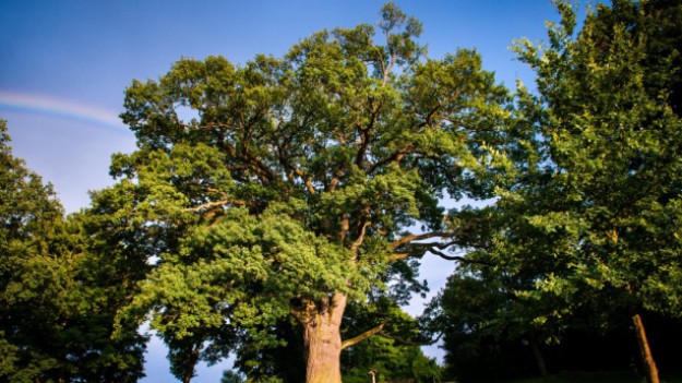 RMF Extra: Dąb Bolko w czołówce europejskich drzew