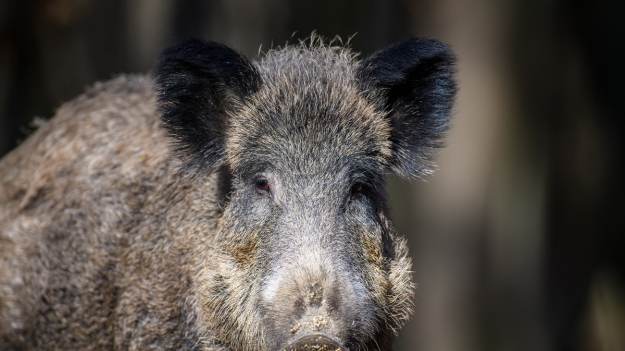 RMF Extra: Dzik szturmował rzeszowską uczelnię. Nagranie jest hitem [WIDEO]