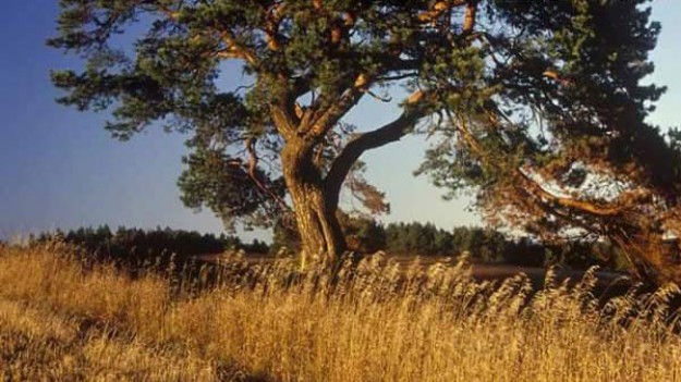 RMF Extra: Nie Holandia, nie Australia... Zgadnij, gdzie zrobiono te niezwykłe zdjęcia!