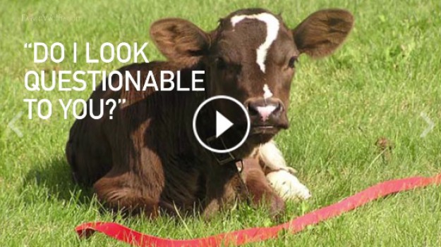 RMF Extra: Zwierzęta z wyjątkowym umaszczeniem 