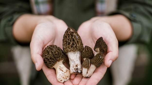 Masz smardze w ogrodzie? To prawdziwy skarb, ale..