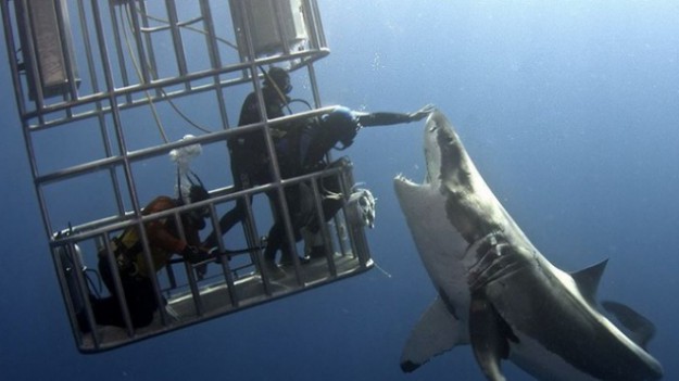 RMF Extra: To zdjęcie żarłacza białego obiegło cały internet. Dlaczego? 