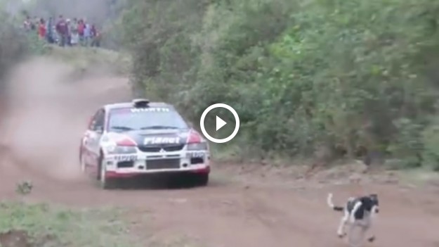 RMF Extra: Niczego nieświadomy piesek na torze wyścigowym miał niewyobrażalne szczęście!