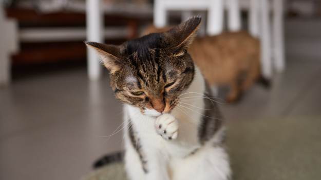 RMF Extra: Głaszczesz kota, a on od razu się myje? Oto, co oznacza to zachowanie!