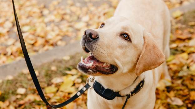 RMF Extra: Twój pies nosi kolczatkę? Behawiorysta stanowczo o takich metodach