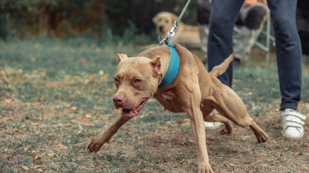 RMF Extra: 28-latka zagryziona przez psy. Osierociła dwójkę dzieci 