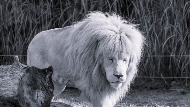 Pierwszy biały lew w Polsce nie żyje. Zoo żegna..