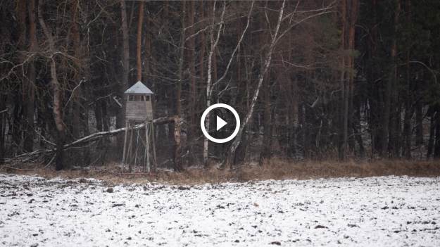 RMF Extra: Konflikt między wilkami uchwyciła fotopułapka. O co poszło? Takie nagranie to rzadkość! [WIDEO]